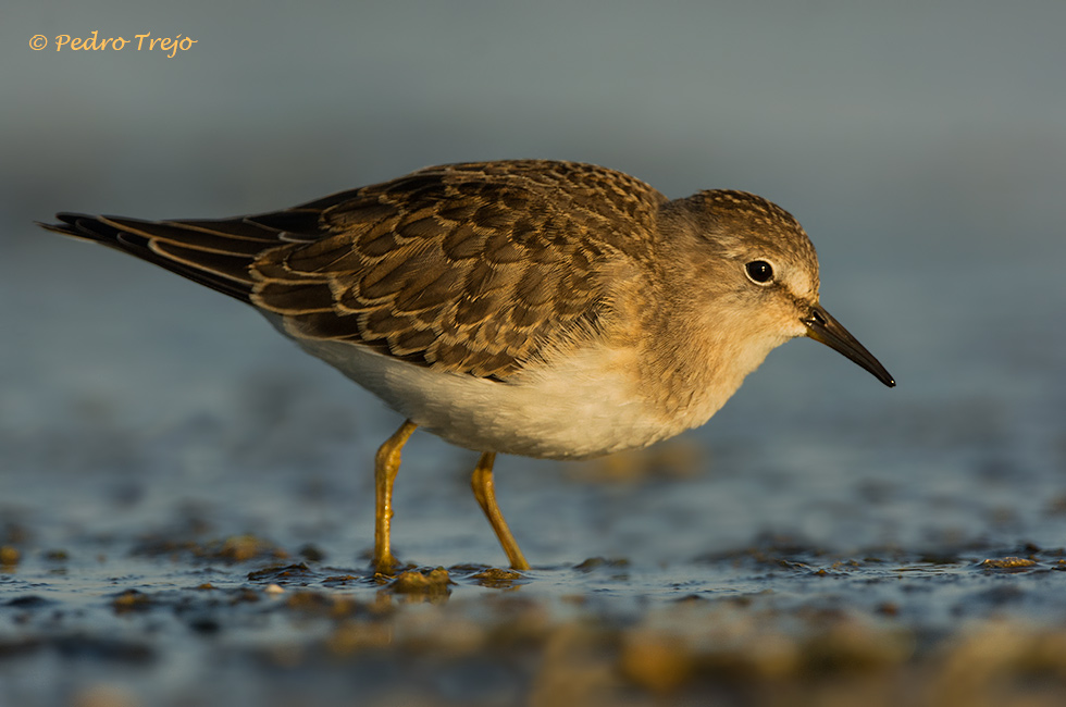 Corrrelimos de Temminck (Calidris temminckii)